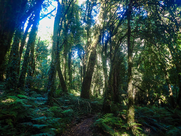 Bosque Tagua Tagua